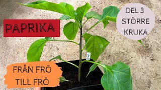 PAPRIKA  Från frö till frö  Del 3 Andra omplanteringen till större kruka [upl. by Ettenwahs]