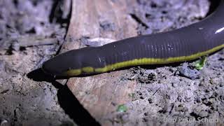 Caecilian  Wildlife Films Vietnam  Amphibians in the Mekong Delta [upl. by Marjorie800]