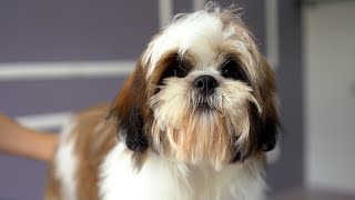 5 MONTH OLD LHASA APSO PUPPY FIRST GROOMING ✂️❤️🐶 [upl. by Laemsi632]