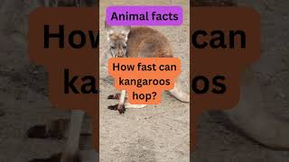 Kangaroo Chronicles How Quickly Can These Marsupials Move naturefacts kangaroo kangguru [upl. by Enattirb]