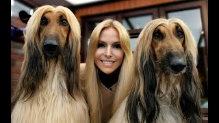 THE AFGHAN HOUND  The Worlds Most Glamorous Dog [upl. by Enilesoj]