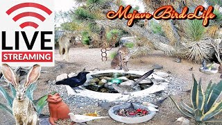 LIVESTREAM 532024 🌵Desert Wildlife Watering Hole ⛲Quail Roadrunner Ravens Songbirds amp More [upl. by Notsae]