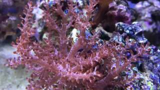 Kenya Tree Soft Leather Coral Capnella sp 4K [upl. by Darryn]