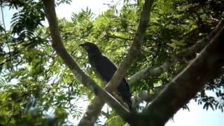 Hook billed Kite [upl. by Miza650]