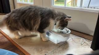 Honest Review of this Cat Water Fountain [upl. by Heiner]