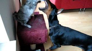 Maine Coon Kitten vs Doberman Round 1 [upl. by Esoryram]