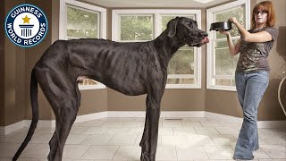 Tallest Dog Ever  Guinness World Records [upl. by Hackett]