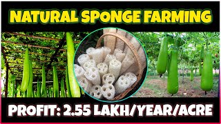 Sponge Farming  How to Grow Luffa Sponge Gourd at Home  Complete Luffa Cultivation Guide [upl. by Cand]