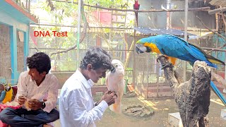 Before Breeding Test Your Parrots DNA [upl. by Eimirej651]