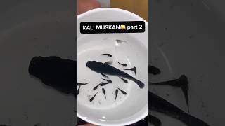 💥black Mali fish After giving birth💥💯😱💢💥shorts fish petsvlog aquarium mollyfish mollyfry [upl. by Llenaj]