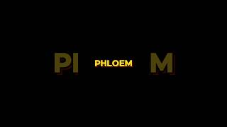 PHLOEM phloemvasculartissue  WHAT IS PHLOEM shortsviraltrending [upl. by Fidelas207]