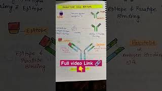 Paratope And Epitope shorts youtubeshorts Antigenicdeterminants biobookie biology immunology [upl. by Tarryn]