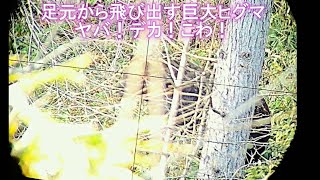 狩猟EP5 久しぶりの忍び猟で巨大ヒグマを駆除する Capture a bear by stealth hunting ＃SAUER404 ＃300WINMAG ＃ヒグマ駆除 ＃北海道単独忍び猟 [upl. by Kushner]