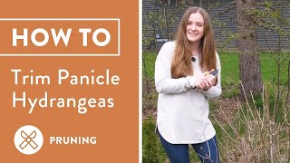 Pruning Panicle Hydrangeas  3 Easy Steps [upl. by Arinay]