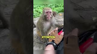 Monos ladrones 🐒 monos indonesia curiosidades [upl. by Eterg]