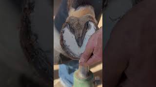 Hoof Restoration  SATISFYING shorts farrier satisfying asmr [upl. by Yennek]