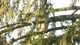 HØNSEHAUK  ACCIPITER GENTILIS [upl. by Chiquia]