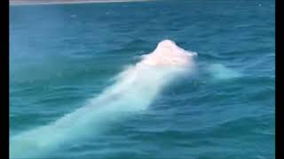 Rare ALBINO whale is spotted off the coast of Mexico [upl. by Queston]