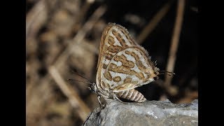 Leopard Butterfly  Cigaritis acamas Klug 1834  Cyprus [upl. by Asit924]