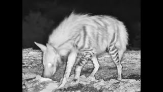 Striped Hyena at ol Donyo regular visitors now [upl. by Nilek]