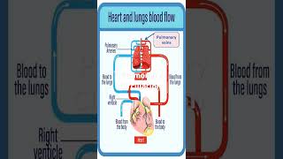 The Path of Blood Inside Pulmonary Circulation cardiovasculardisease heartdisease biology [upl. by Aicek359]