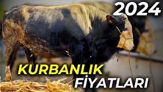 YOK BÖYLE BİR DANA  TÜRKİYEnin EN UCUZ HAYVAN PAZARI [upl. by Woll]