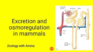 Excretion and Osmoregulation in Mammals  ZoologywithAmina [upl. by Jarred]