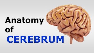 Chp07 Anatomy of CEREBRUM Neuroanatomy  Snells NeuroAnatomy  Dr Asif Lectures [upl. by Maharg]