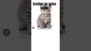 Sonidos de Gatos Bebes [upl. by Eniamahs]