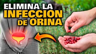 PLANTAS EFECTIVAS que CURAN y TRATAN la INFECCIÓN DE ORINA y RIÑONES  PREVENIR INFECCIÓN URINARIA [upl. by Arlette]