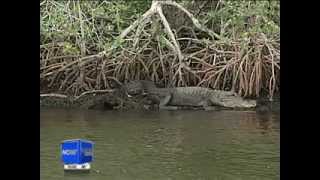 Alligator attacks airboat captain in Everglades City [upl. by Akcimat]