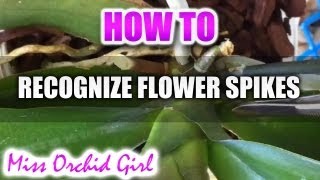 Difference between flower spikes and roots  Phalaenopsis Orchids [upl. by Thirzi]