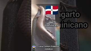 Lucia común Celestus costatus Lagarto endémico de la República Dominicana [upl. by Norb]