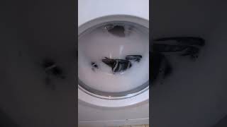 Excess foam in your laundry [upl. by Mellman]