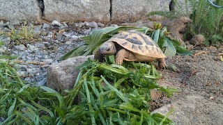 Griechische Landschildkröten  Terrarium einrichten [upl. by Karita957]