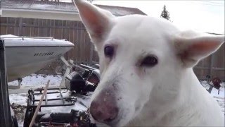 Snow RIP good girl [upl. by Snebur]