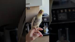 Radosny śpiew papugi nimfy cockatielparrot birds papuga cockatiel [upl. by Aihtnys39]