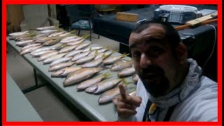 Pesca de Rabirrubia o Yellowtail con Trucos de Pesca Infalibles [upl. by Janet]