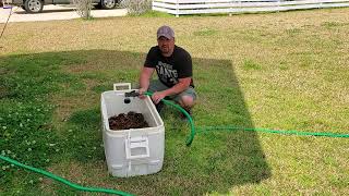 To Purge or Not to Purge Lets Talk crawfish Cleaning [upl. by Lorrimor]