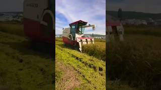 paddy harvester working video shorts yanmar harvester [upl. by Alahsal]