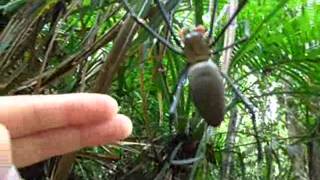 Giant spider in Crystal Cascades Australia  Nephila pilipes [upl. by Eiramrefinnej]