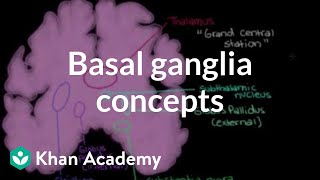 The basal ganglia  Concepts of the indirect pathway  NCLEXRN  Khan Academy [upl. by Sharlene]