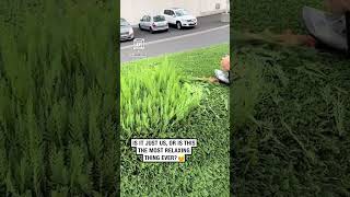 Who knew cutting a hedge was so satisfying 🍃 😍 🎥 TikTok  lejardinierfran [upl. by Lajet]