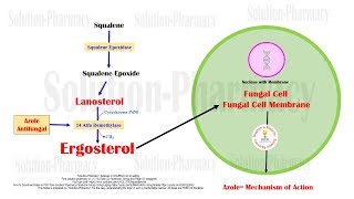 Azole  Imidazole and Triazole Mechanism of Action  Antifungal Medicines  Azole Antifungal Drugs [upl. by Seugirdor]