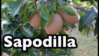 All About Sapodilla [upl. by Avehsile]