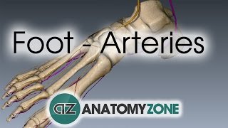 Foot Arteries  3D Anatomy Tutorial [upl. by Kyrstin]