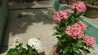 🌿🌼🏵️ Ixora plant [upl. by Ytsrik]