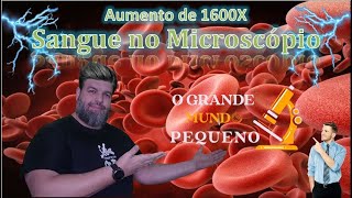 Sangue no Microscópio em 1600X de aumento [upl. by Haonam]