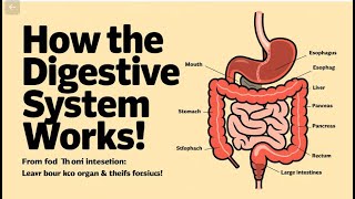 How does the Digestive system works [upl. by Adnawed]