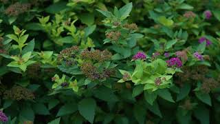 Spiraea japonica  Japanese Spirea [upl. by Betthezul595]